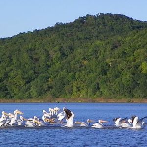 Webbers Falls Reservoir | TravelOK.com - Oklahoma's Official Travel